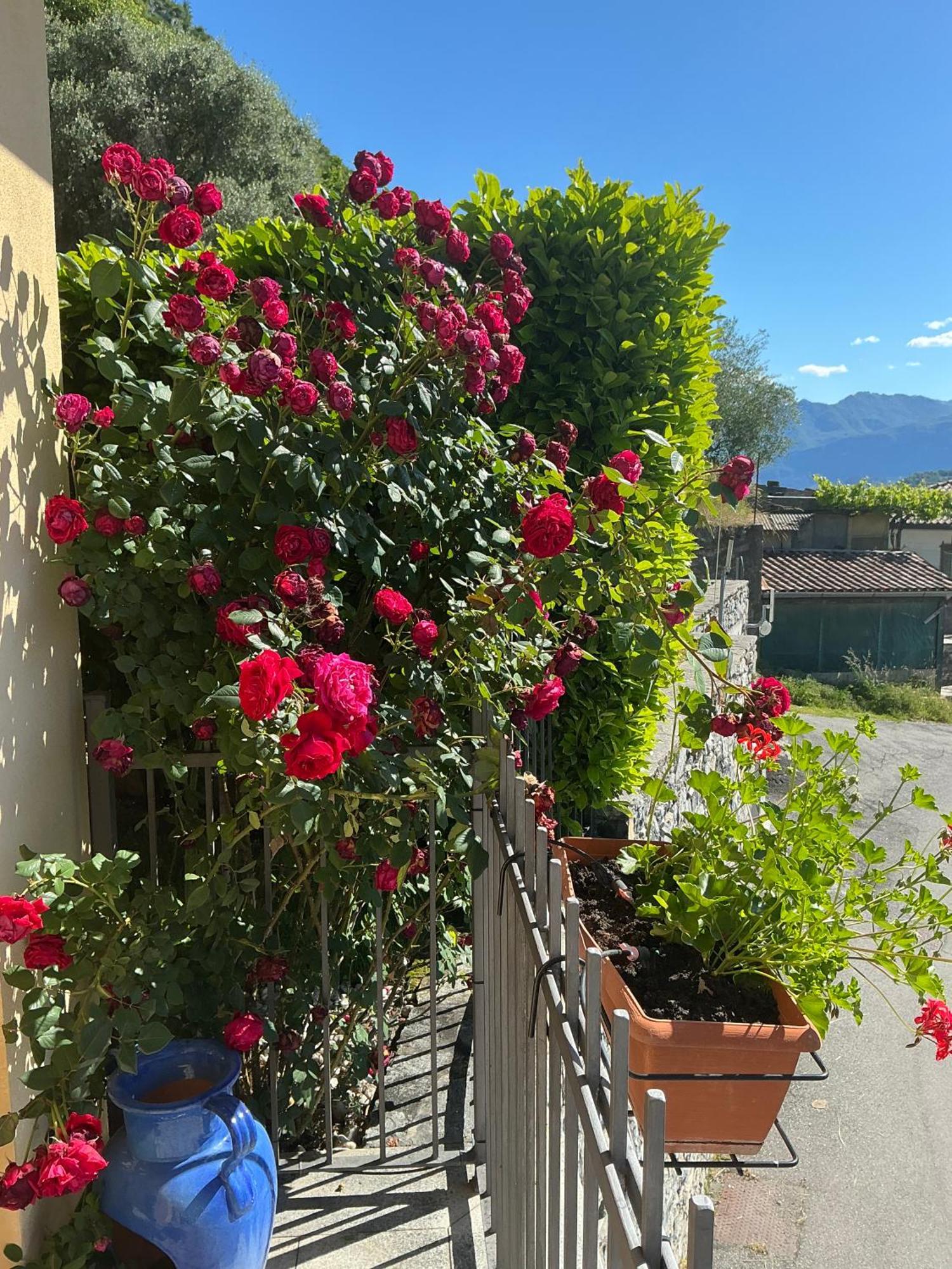 Colonno Panoramica Lago Di Como Екстериор снимка